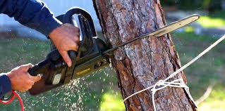 Professional Tree Services in Lavonia, GA